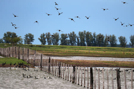 Birds fly over a flooded field that had been used to plant soy near Norberto de la Riestra, Argentina, January 8, 2019. Picture taken January 8, 2019. REUTERS/Marcos Brindicci