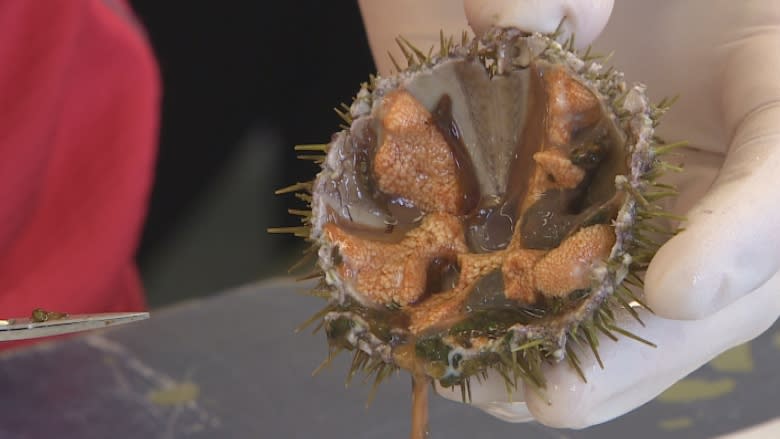 5 reasons it's time for Newfoundlanders to seriously consider urchin farming