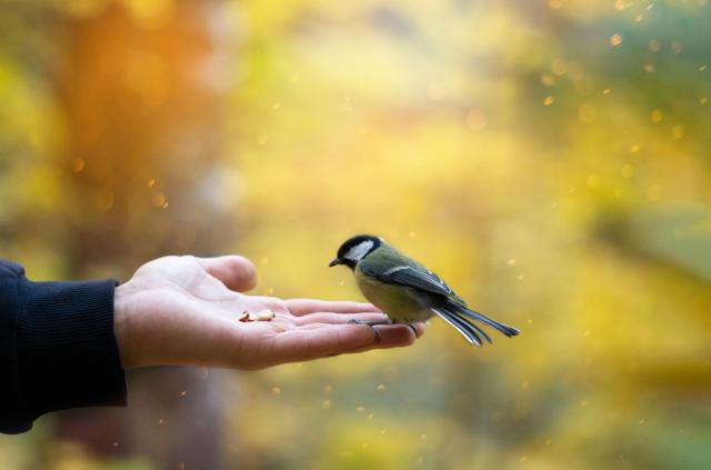 Pourquoi il ne faut surtout pas nourrir les oiseaux cet automne