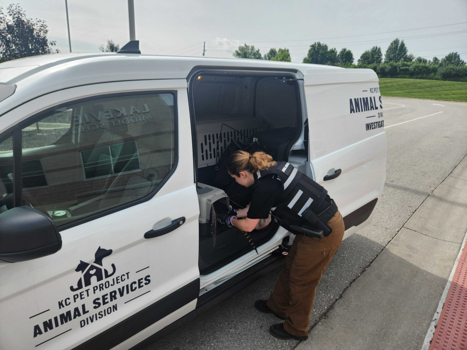 A member of KC Pet Project's Animal Services Division putting a 12-inch gator into a crate. The gator went missing on Thursday, May 23, 2024 at a middle school petting zoo event. The animal was found on Monday, June 3, 2024.