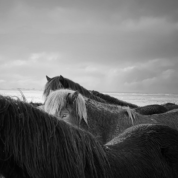 1st place – Animals: 'Horses in the Storm' was shot in chilly Iceland by Xiaojun Zhang from China on an iPhone X.