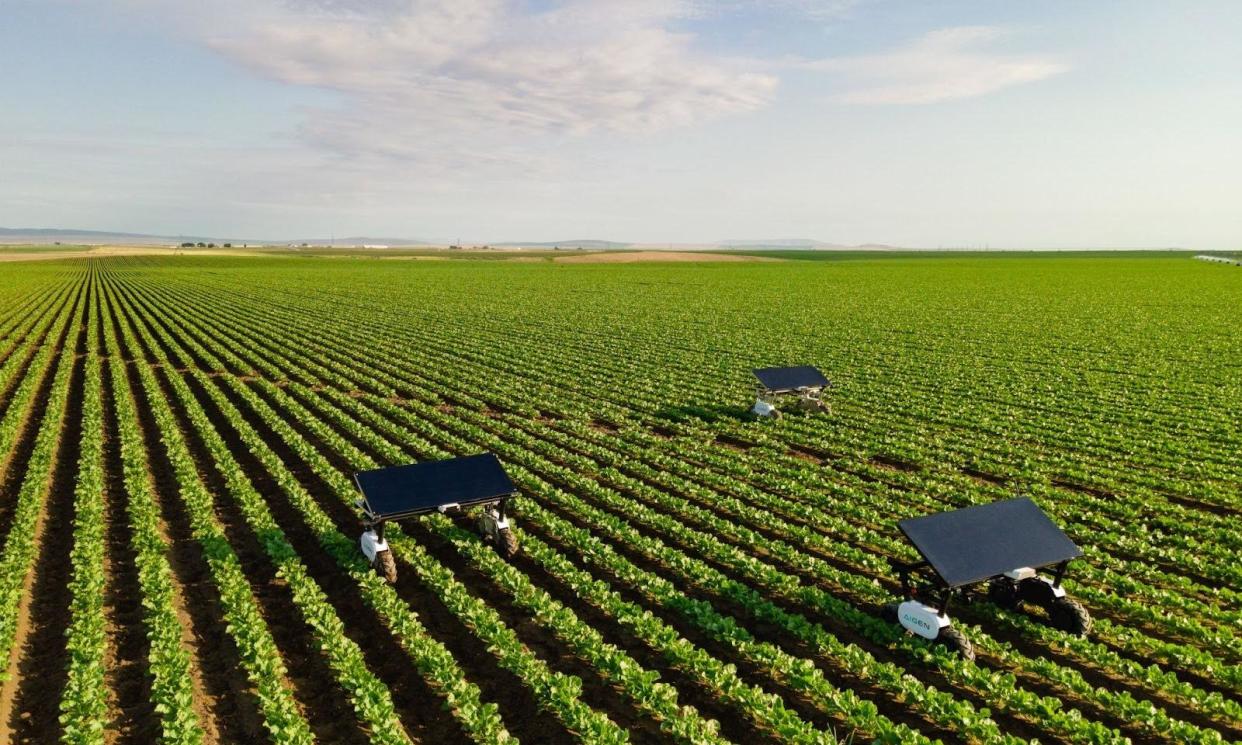 <span>Autonomous, artificial intelligence robots are increasingly being deployed on US farms to tackle weeding and other field work.</span><span>Photograph: Aigen</span>