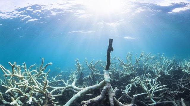 Coral Bleaching Along Great Barrier Reef Elevated To Highest Response Level