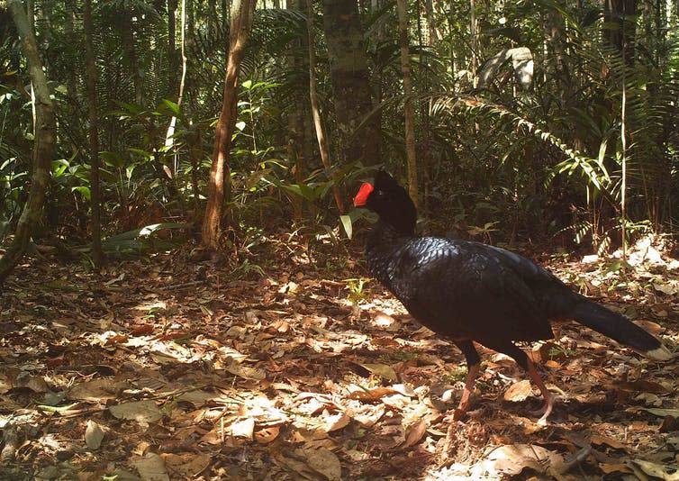 <span class="caption">Razor-billed curassow.</span> <span class="attribution"><span class="source">Mark Abrahams</span>, <span class="license">Author provided</span></span>