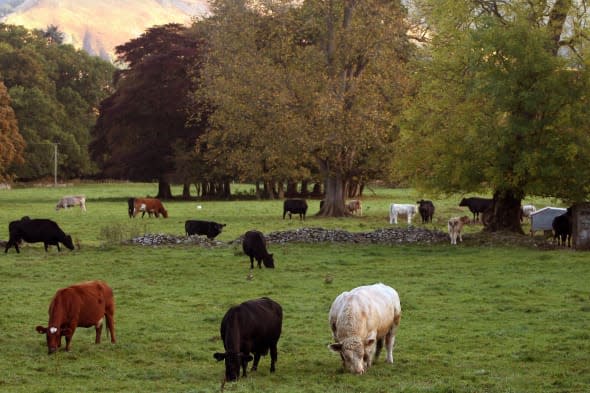 Woman crushed to death by cow in Scotland