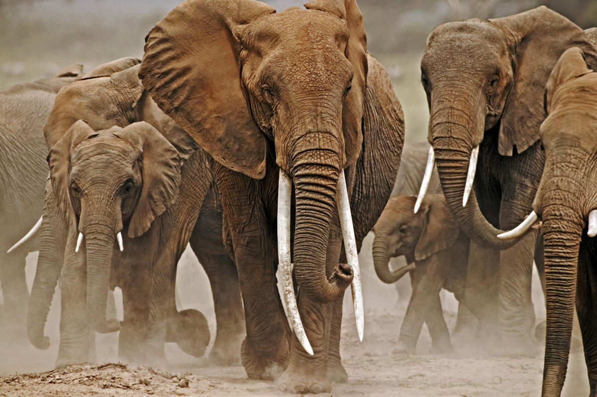 Wild African elephants may have domesticated themselves