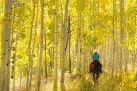 <p>Aspen is beautiful no matter what time of year you visit, but fall is particularly breathtaking thanks to its namesake, the Aspen trees. Their golden glow is truly magical. And fun fact: They're the largest living organisms on earth. </p><p><a class="link " href="https://go.redirectingat.com?id=74968X1596630&url=https%3A%2F%2Fwww.tripadvisor.com%2FHotel_Review-g29141-d82776-Reviews-Hotel_Jerome-Aspen_Colorado.html&sref=https%3A%2F%2Fwww.womenshealthmag.com%2Flife%2Fg41359461%2Fbest-fall-foliage-places%2F" rel="nofollow noopener" target="_blank" data-ylk="slk:BOOK NOW;elm:context_link;itc:0;sec:content-canvas">BOOK NOW</a> <strong><em>Hotel Jerome</em></strong></p>