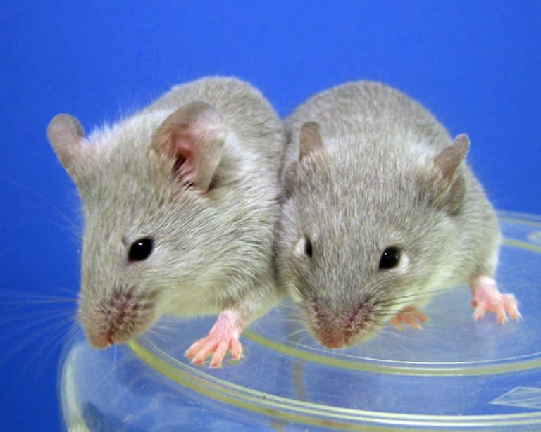 Female pairs of mice produced viable babies, whose offspring went on to have their own progeny