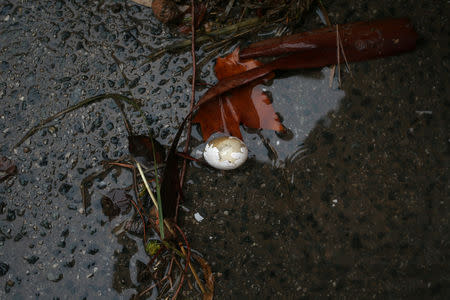 A bird egg is seen on a street after a heavy rain and flash floods hit Campillos, southern Spain, October 21, 2018. REUTERS/Jon Nazca