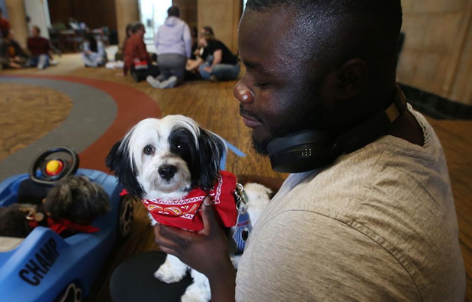 Iowa State University freshman Selorm Akot pets a therapy dog at the “Barks at Parks” event at the university’s Parks Library on Monday, April 29, 2024, in Ames, Iowa.Students are invited to participate in the event to destress from the finals in Prep Week by petting certified therapy dogs.