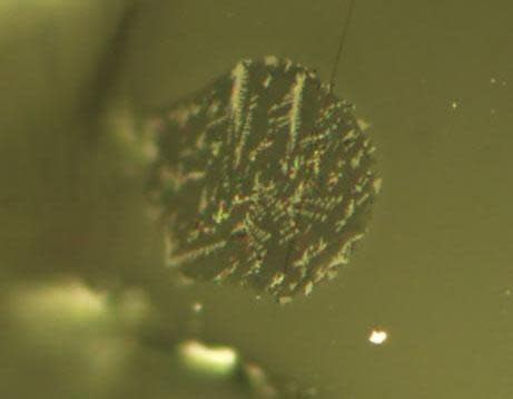 Tiny dots of molten magma, caught in olivine crystals, show evidence of volatile gases in lunar glass samples.