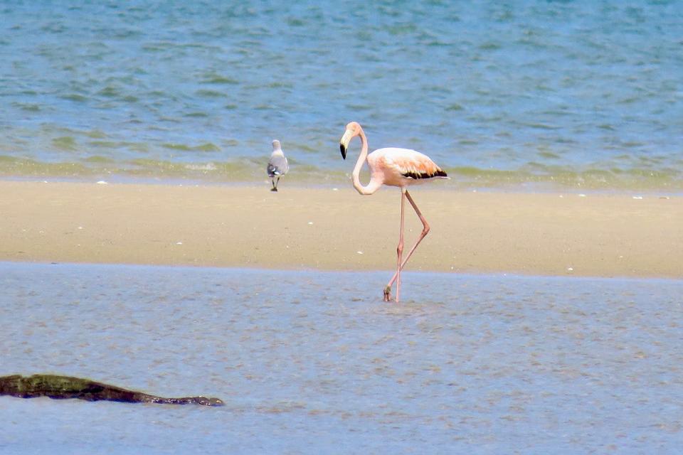 An American flamingo was seen at Chapin Beach in Dennis on July 15.