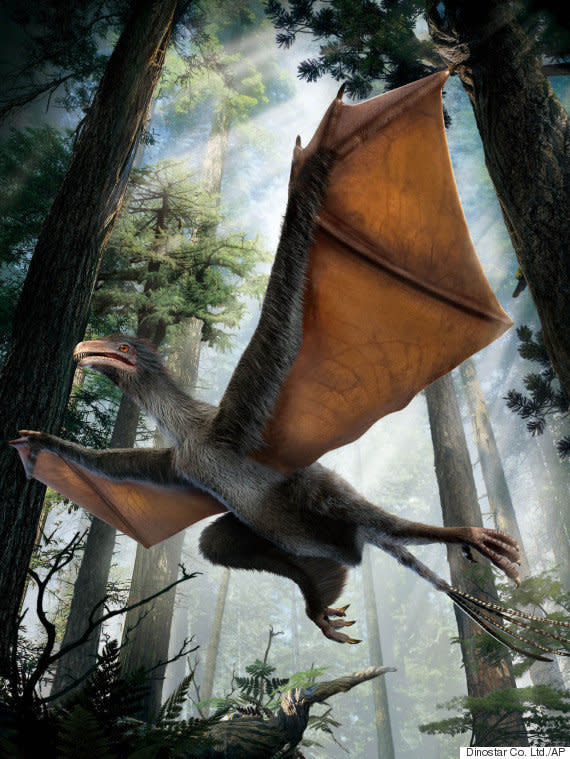 Yi qi is Mandarin for "strange wing," which is appropriate since&nbsp;this <a href="http://www.huffingtonpost.com/2015/04/30/dinosaur-bat-wings_n_7174046.html">tiny dino has&nbsp;totally&nbsp;puzzled scientists</a>. Fossils dating back about 160 million years were discovered&nbsp;in China's Hebei Province&nbsp;and&nbsp;suggest the pigeon-sized&nbsp;creature had wings made of skin, like a bat's, instead of feathers. Scientists can't determine if these creatures&nbsp;flapped, glided or couldn't fly at all.