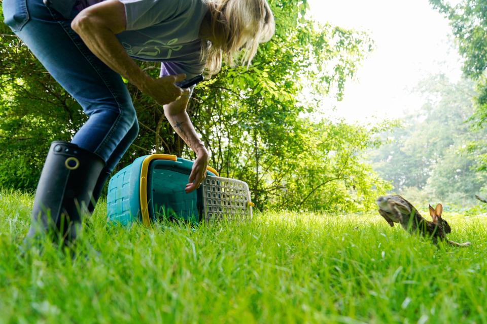 Keirstie Carducci, 65, of Ottawa Lake, releases a bunny from her backyard in Ottawa Lake on Thursday, June 29, 2023. This bunny came to Carducci's home with head trauma, and wouldn't stop going in circles. After treatment and care for five days, Carducci was able to release the bunny and it ran straight into the wild. "I just love this so stinkin' much," Carducci said when returning to the barn after releasing it.