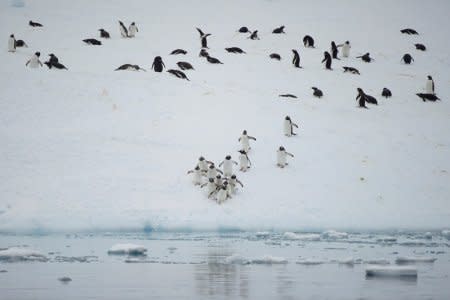 Penguins are seen over an iceberg in Andvord Bay, Antarctica, February 14, 2018. REUTERS/Alexandre Meneghini