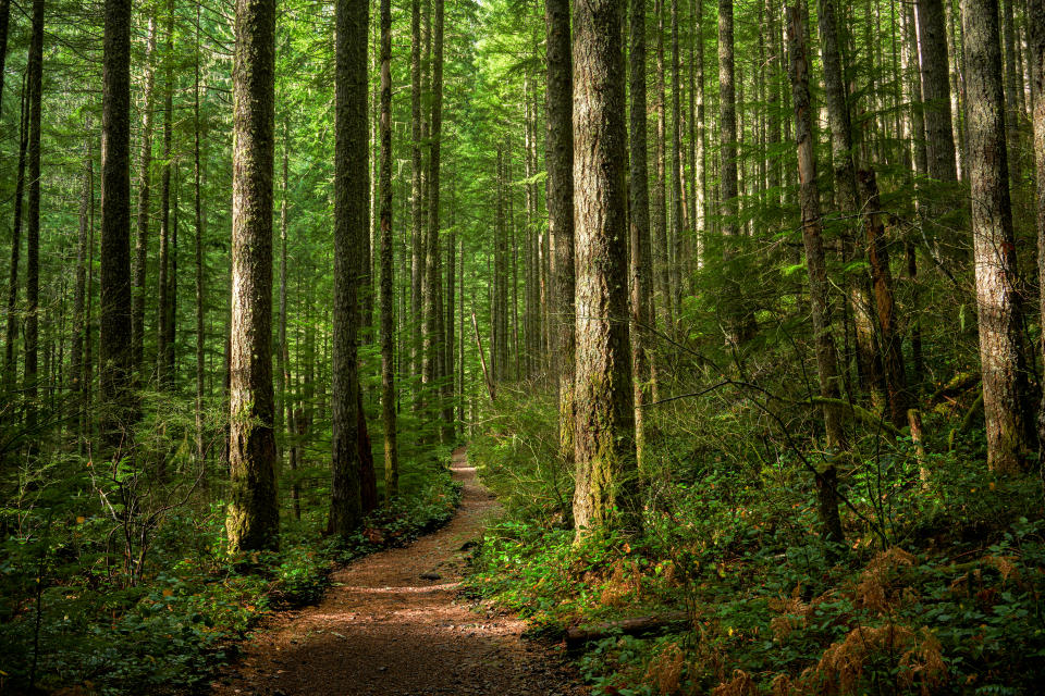 Ariella Quatra swears by quiet, meditative walks in the woods. (Photo: Getty Creative stock photo)