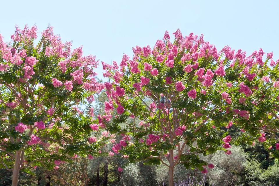 row of blooming crepe mrytle trees