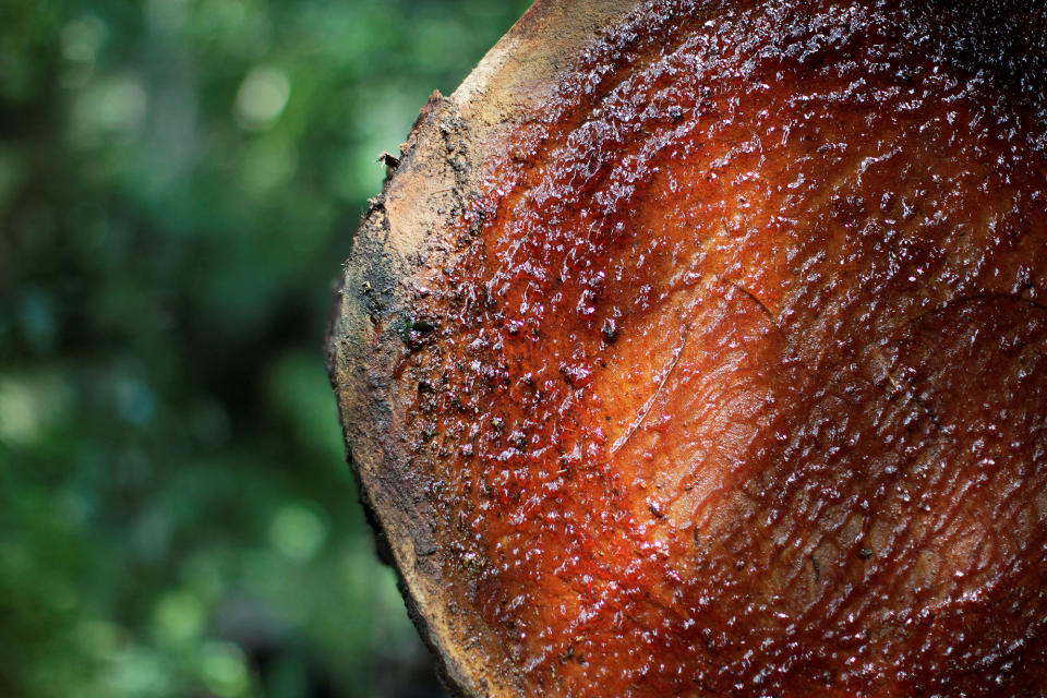 Brazil’s Amazon guardians