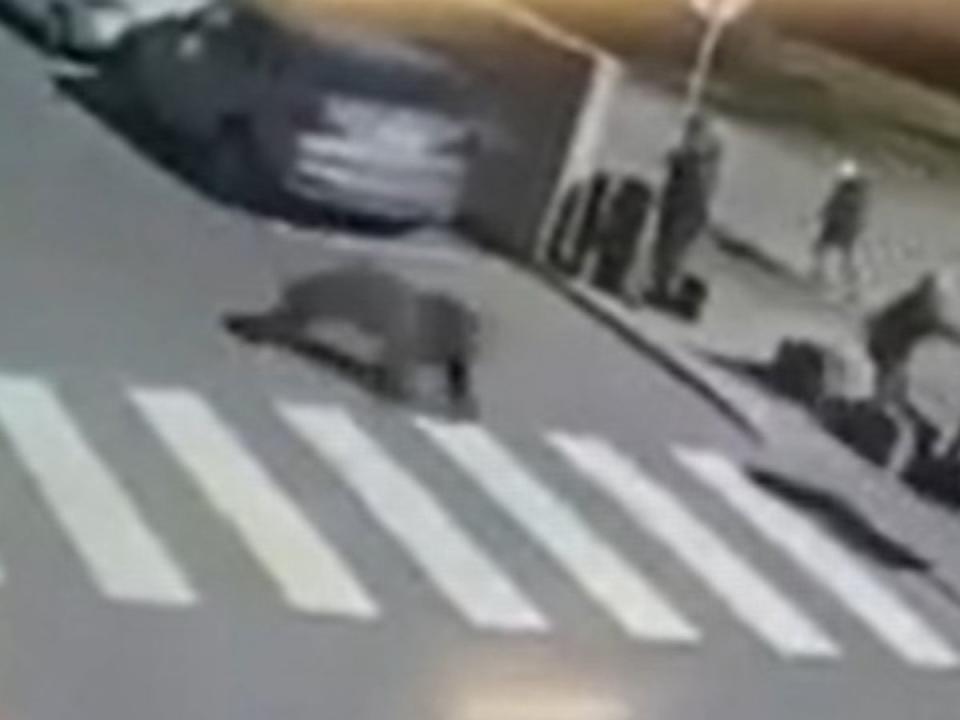 A rampaging bear that injured five people in a town in Slovakia has been shot dead (Independent TV)