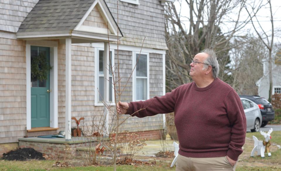 Edward McManus stands next to a liquid amber tree that was planted after a large tree in his front yard came down during the 2019 tornado, which damaged several trees in his yard and others in his Harwich neighborhood.