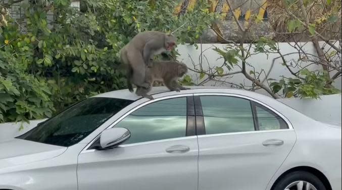 獼猴在車上激情「運動」，讓車主看傻眼。（翻攝自爆廢公社公開版）