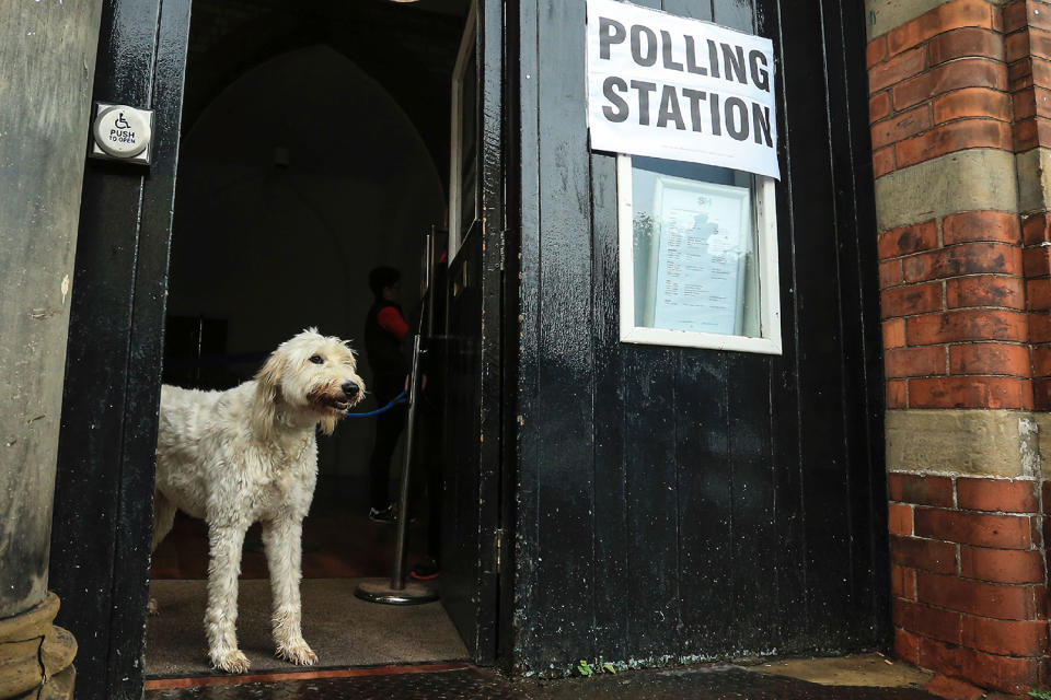 Polling station pooches