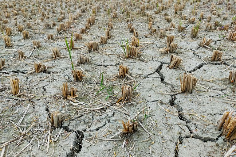 Uno de los principales efectos de El Niño es la sequía en territorios cultivables, lo que genera grandes pérdidas económicas