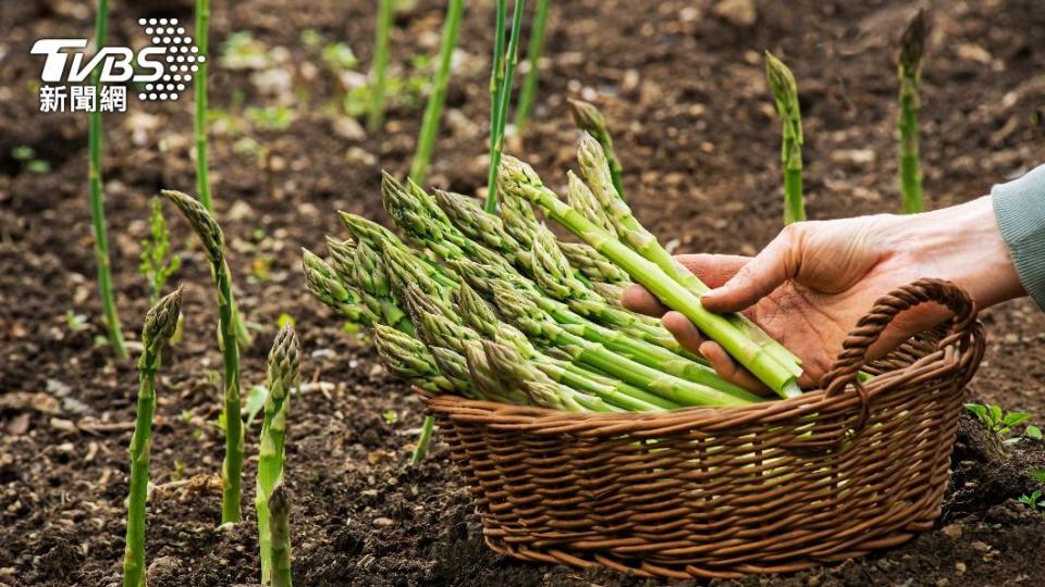 內行表示「歐洲菜就很常吃蘆筍」。（示意圖／shutterstock 達志影像） 