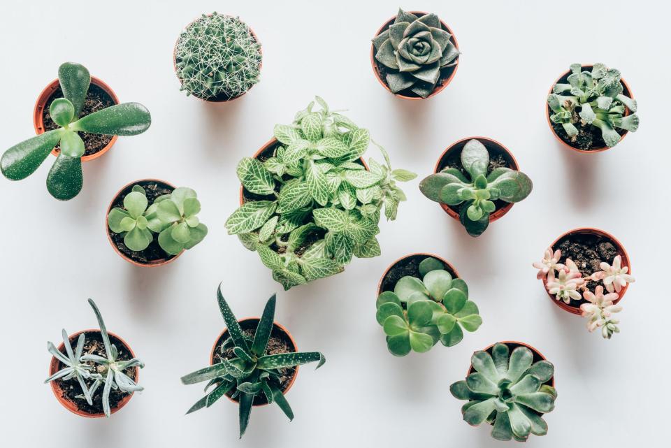 The Coolest Succulents Every Plant Parent Needs to Know