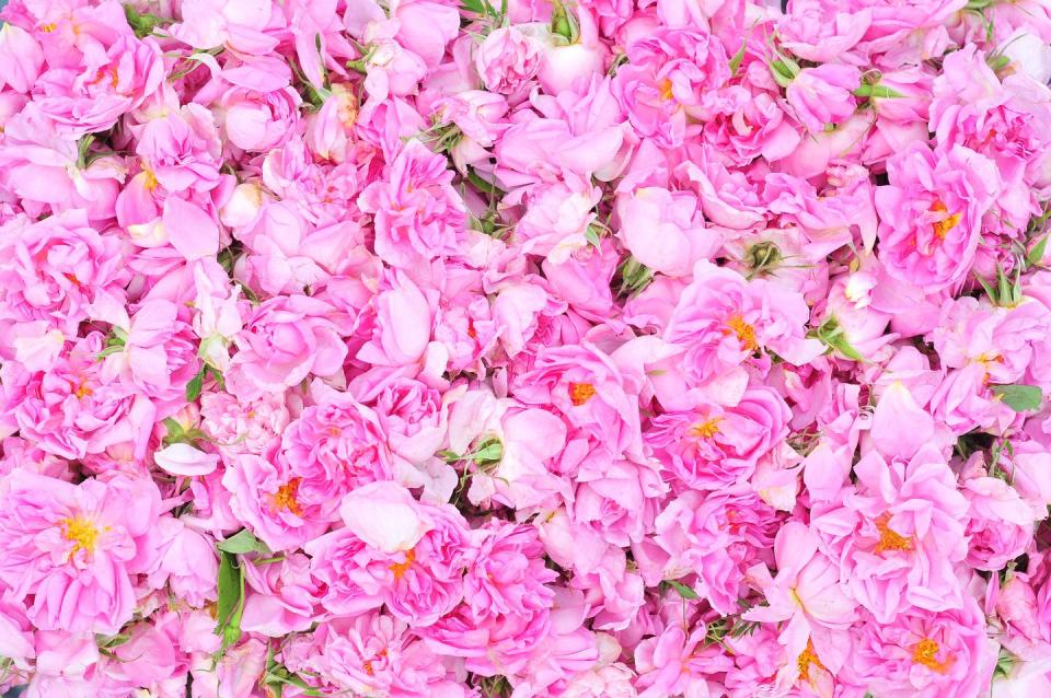 <p>Rose Otto is an extravagant essential oil, sourced from the Rosa Damascena plant. It requires approximately 4,000kg of flowers to produce just 1kg of oil.</p><p>The fragrant oil promotes relaxation, slows the heart rate and reduces anxiety. A <a href="https://www.ncbi.nlm.nih.gov/pmc/articles/PMC5111093/" rel="nofollow noopener" target="_blank" data-ylk="slk:recent study;elm:context_link;itc:0;sec:content-canvas" class="link ">recent study</a> saw an improvement in patients’ emotional state and levels of anxiety after inhaling Rose Otto oil for four weeks.</p>