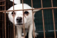 <p>Bindi nervously peers out through the bars of her cage on the dog meat farm in Wonju, South Korea in November 2016 where she had been kept to be sold and killed for her meat. Bindi was one of 150 dogs on this farm saved by Humane Society International. Bindi was flown to the UK for adoption and now lives in a loving home with two other dogs and her doting human companion. Bindi’s rescue is part of HSI’s ongoing programme to end the dog meat trade in South Korea and demonstrate that ‘meat’ dogs are no different from companion dogs. This image was featured in the charity’s celebrity-attended photo exhibition at Parliament on July 11th. (Photo by Woohae Cho/AP Images for Humane Society International)<br> The Humane Society International is in the process of closing down the farm with 150 dogs and will transport the dogs to the UK and United States in January 2017. (Photo by Woohae Cho / AP Images for Humane Society International) </p>