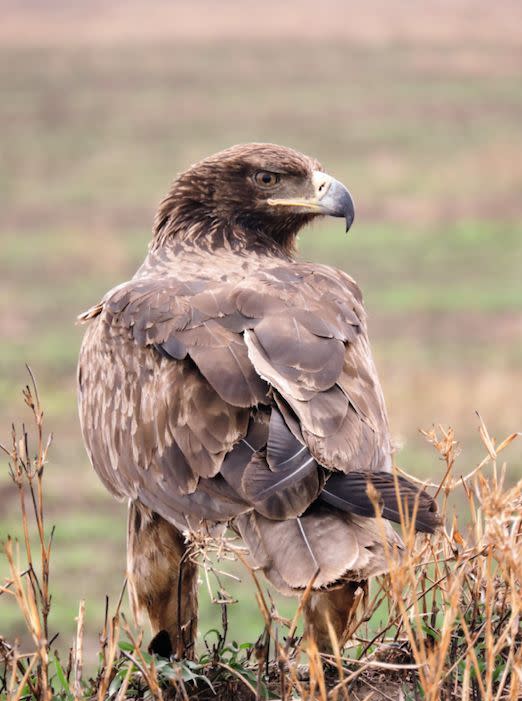 The tawny eagle is another species at risk of dying out (PA)