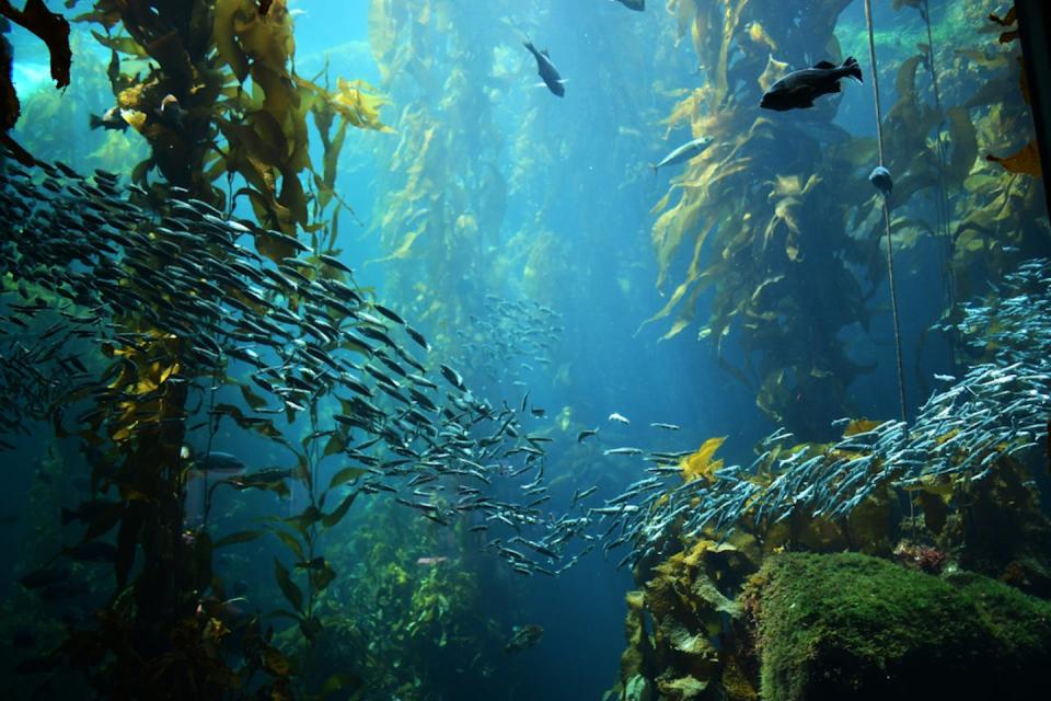A kelp forest is a rich habitat, a provider of oxygen and a sequester of carbon. Andrew b Stowe/Shutterstock