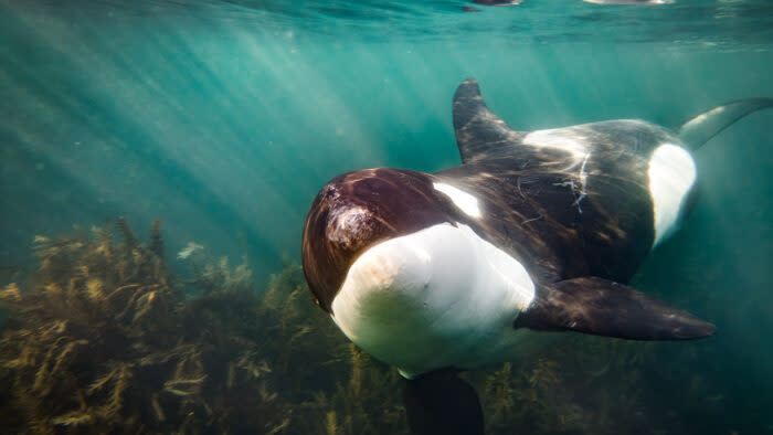 an orca swimming