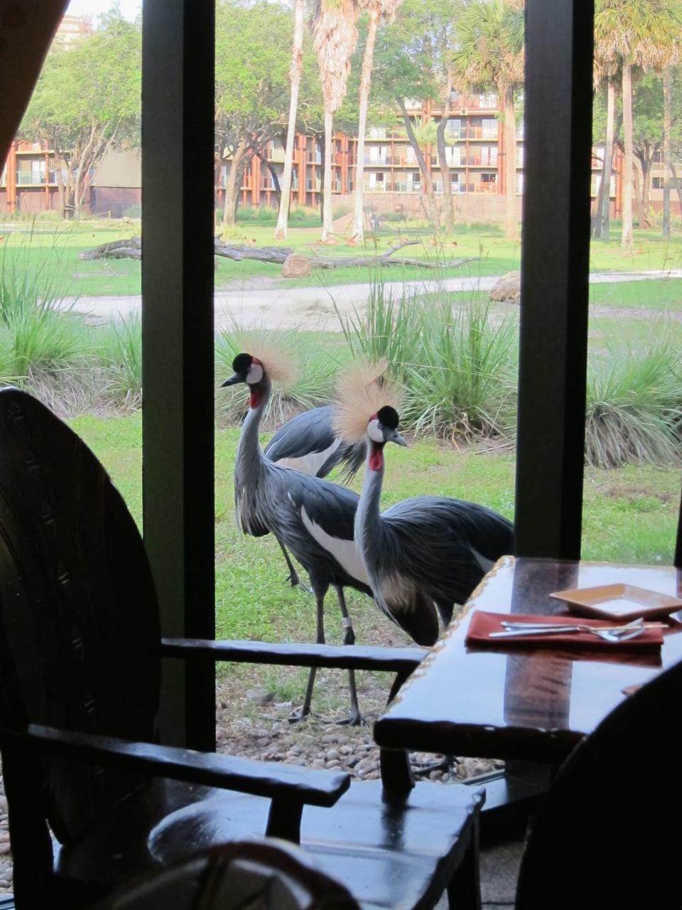 Dine beside African wildlife at Disney's Animal Kingdom Lodge.