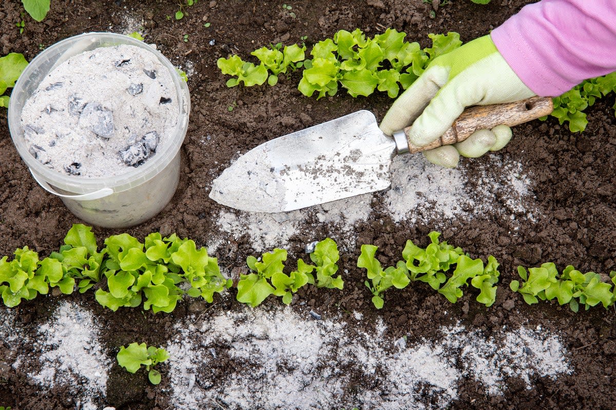 Gardener hand sprinkling wood burn ash from small garden shovel between lettuce herbs for non-toxic organic insect repellent on salad in vegetable garden, dehydrating insects.