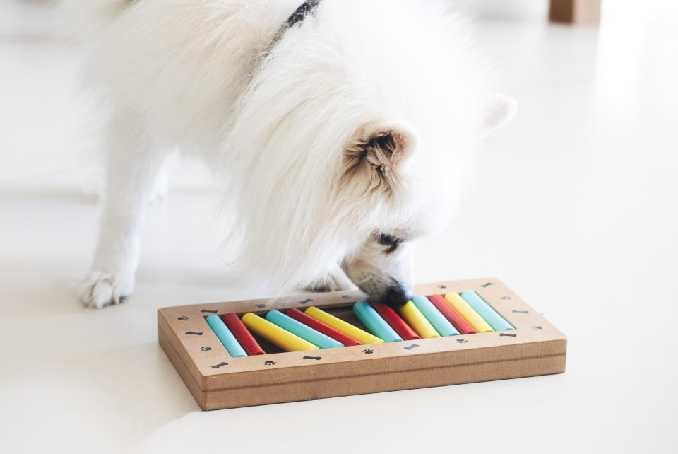 嗅聞遊戲不只能讓狗狗打發無聊時光，也能促進腦部活動，降低失智症機率。示意圖／Getty Images