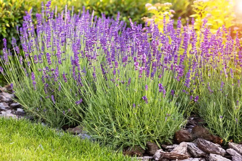 Purple lavender plant