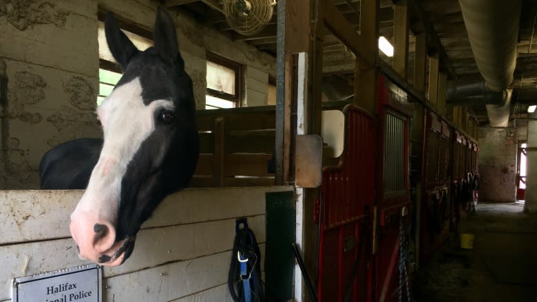 Downtown Halifax horse stable reopens after 3-month quarantine