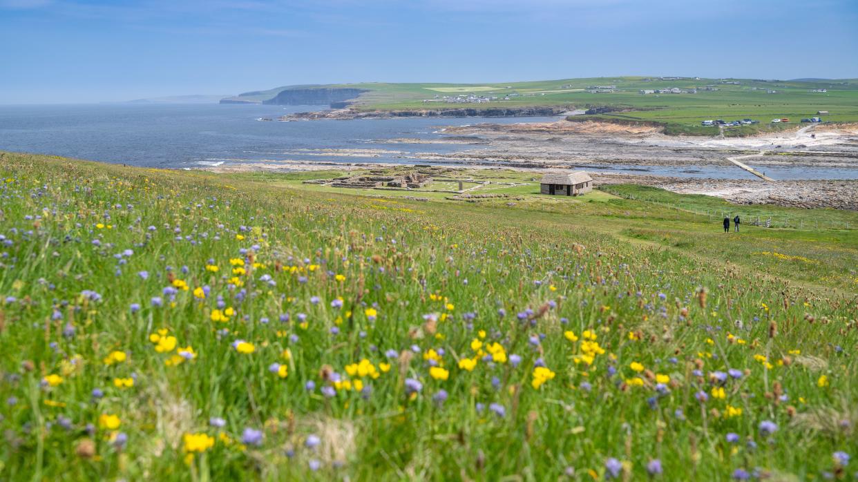 Wildflower meadow on Brough of Birsay just above the Norman settlement on the tidal island off the north wet of mainland Orkney, UK.