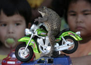 Oui la rana se sentada en una motocicleta en miniatura en el poblado playero Pattaya, Tailandia, en enero del 2008. Tongsai Bamrungthai, el dueño de la mascota, dice que a Oui le encantan los juguetes humanos y posar para fotografías. REUTERS/Sukree Sukplang
