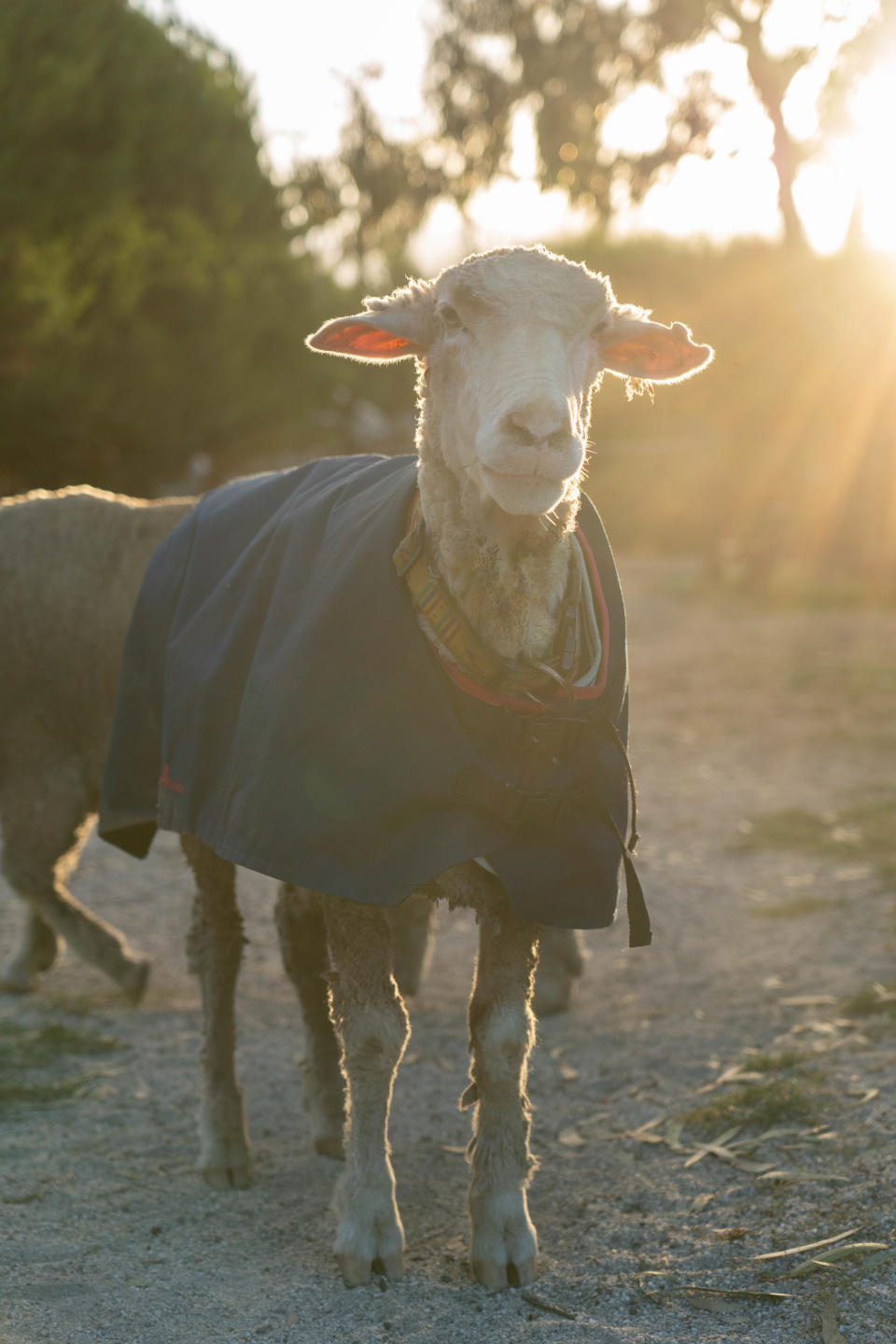 Baarack is settling in well at his new home after he heavy fleece was sheared, his rescuers say.