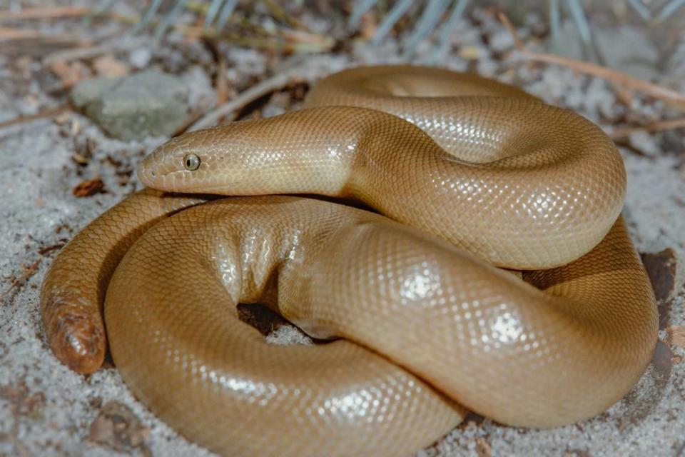 Rubber boa snakes measure 14 to 30 inches long.