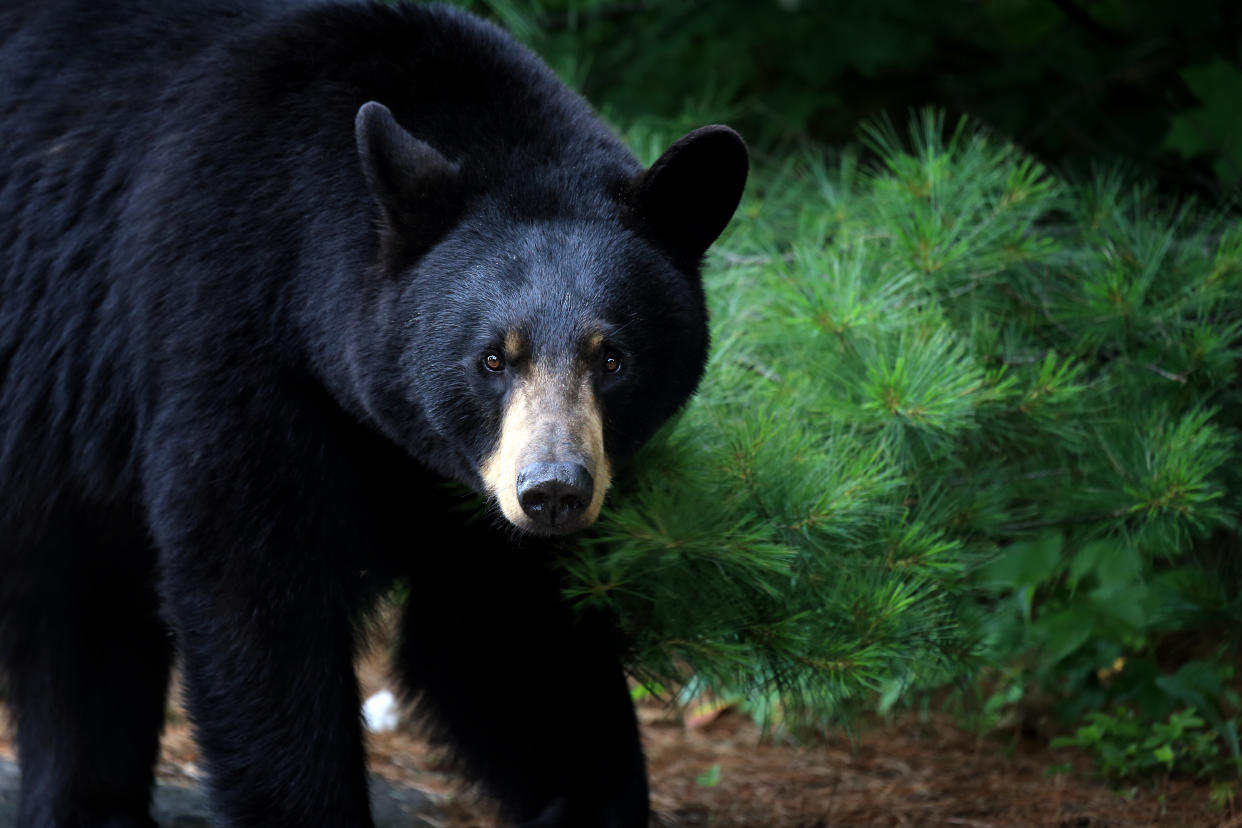 Experts say many bear attacks on humans begin with confrontations with dogs. (Photo: mlorenzphotography via Getty Images)