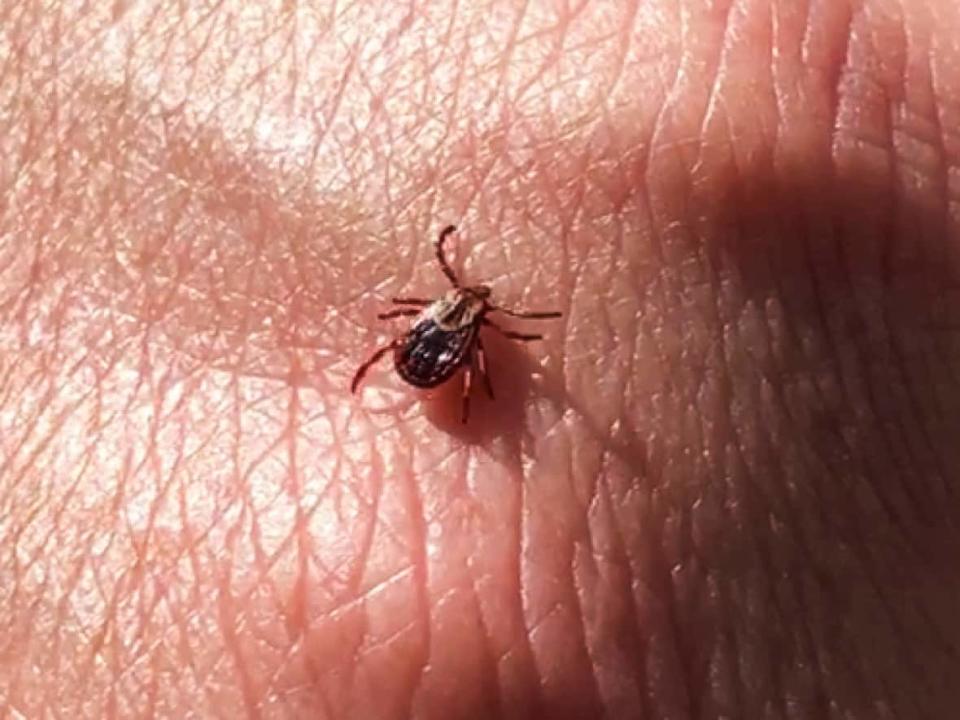 Ticks can transmit a host of things to humans and animals, including bacteria, viruses and worms.  (Tyson Koschik/CBC - image credit)