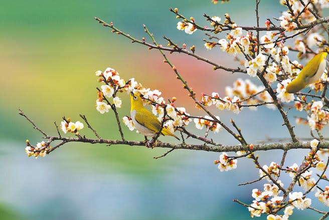 在寒流的催發下梅花綻放，吸引綠繡眼覓食，形成美麗的花鳥圖。（莊哲權攝）