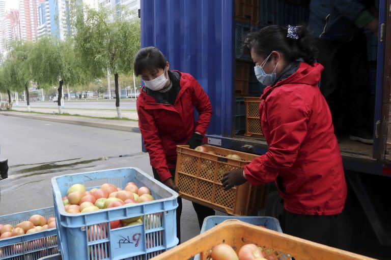 Empleados de una verdulería en la calle Mirae Scientists llevan tomates para suministrar a los residentes que se quedan en casa mientras el Estado aumenta las medidas para detener la propagación de enfermedades en Pyongyang, Corea del Norte, el lunes 16 de mayo de 2022. 