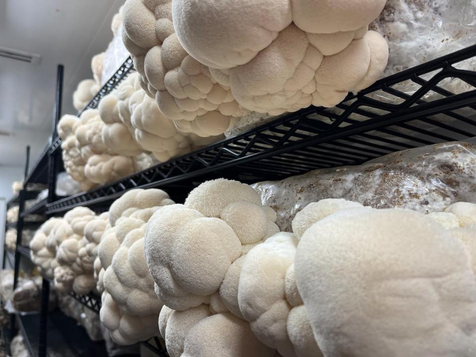 The lion's mane mushrooms growing inside the Centretown shipping container are one of its most popular varieties. 