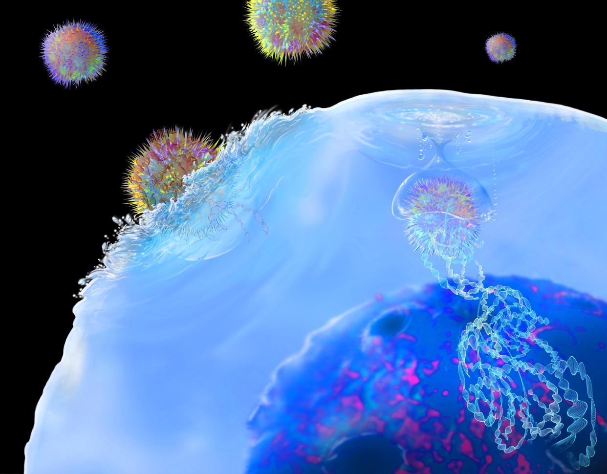 Ilustración de inmunoterapia con células T CAR para tratar el cáncer. Los linfocitos T (azul), se extraen del paciente y tienen su ADN (ácido desoxirribonucleico) modificado por virus (esferas puntiagudas) para que produzcan proteínas receptoras de antígenos. Estas proteínas serán específicas para el cáncer del paciente. Luego, las células T modificadas se multiplican en el laboratorio antes de volver a introducirlas al paciente. | Getty