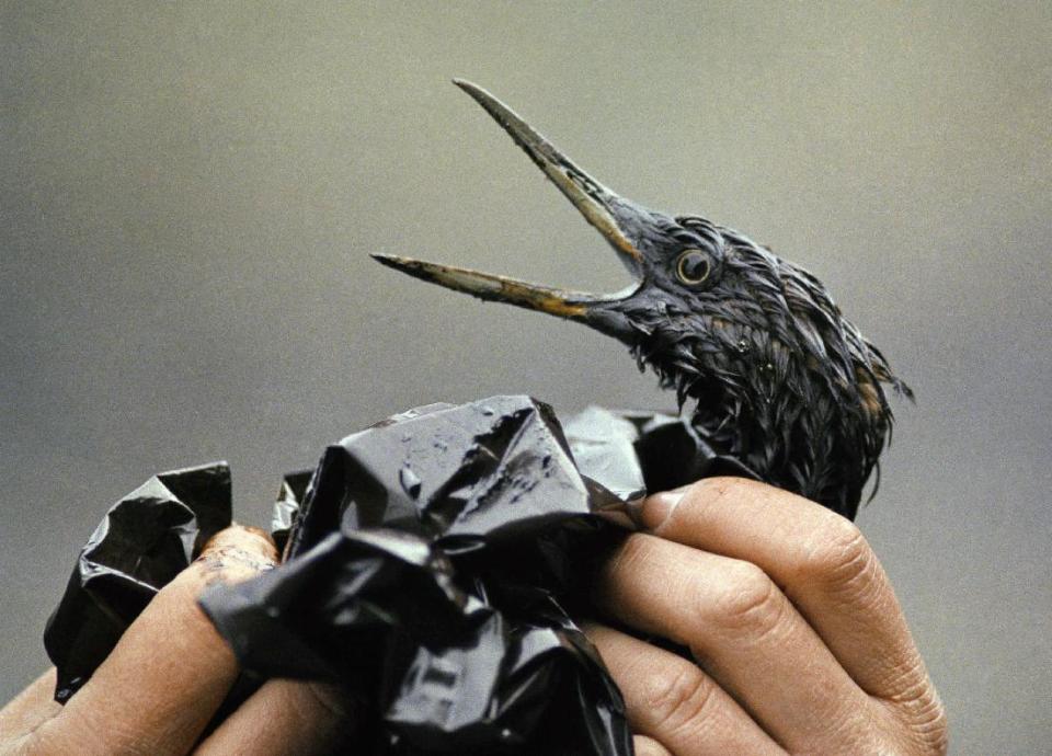 FILE - In this April 1989 file photo, an oil soaked bird is examined on an island in Prince William Sound, Alaska. Exxon Mobil Corp. was ordered Monday, June 15, 2009 to pay about $500 million in interest on punitive damages for the Exxon Valdez oil spill off Alaska, nearly doubling the payout to Alaska Natives, fishermen, business owners and others harmed by the 1989 disaster. The ruling was issued by the 9th U.S. Circuit Court of Appeals in San Francisco. Nearly 25 years after the Exxon Valdez oil spill off the coast of Alaska, some damage heals, some effects linger in Prince William Sound. (AP Photo/Jack Smith, File)